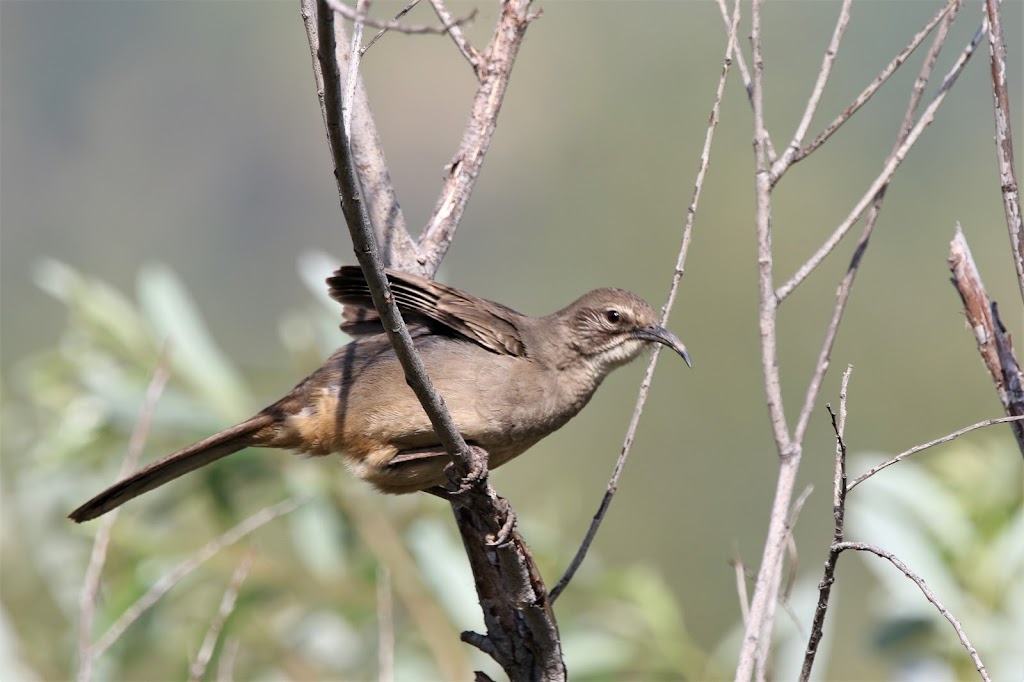 Anaheim Wetlands | 8500 E La Palma Ave, Yorba Linda, CA 92887, USA | Phone: (714) 765-5191