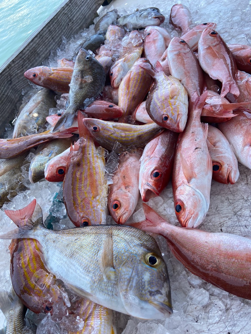 Captain Morgan Fishing Charters | 4110 127th St W, Cortez, FL 34215, USA | Phone: (941) 773-5882