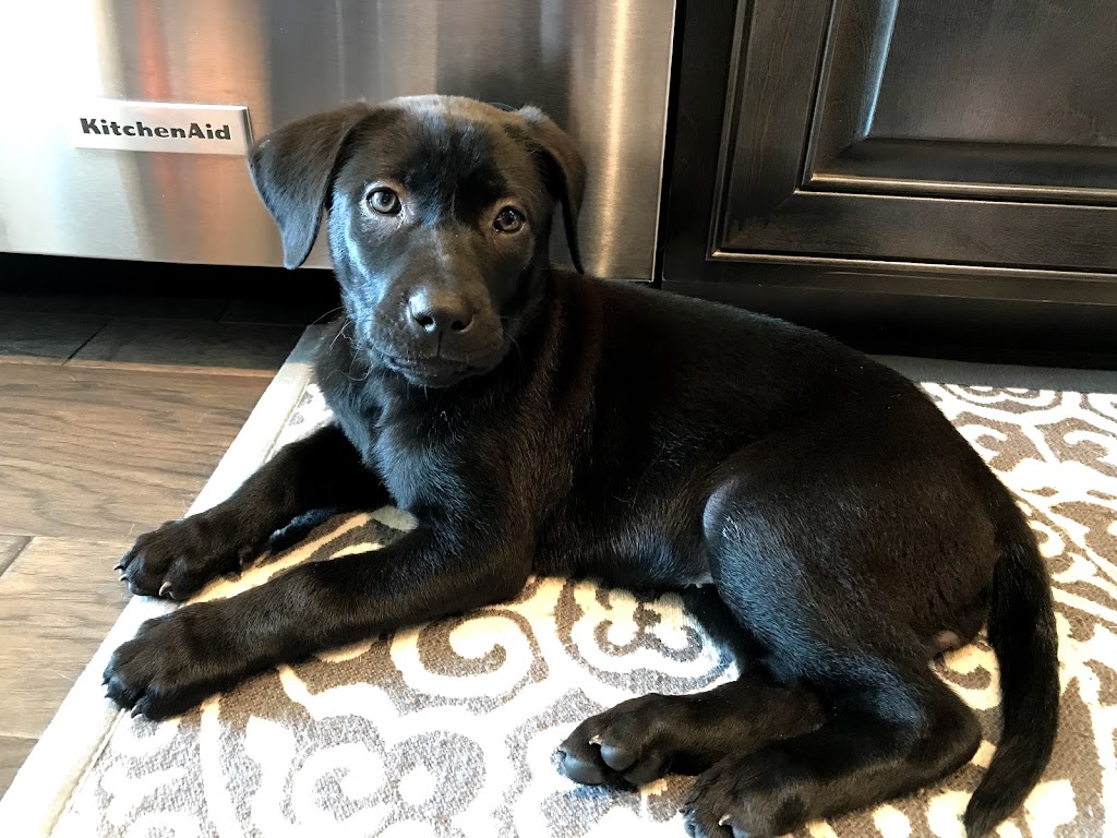 Hollywood Feed | 2170 FM 423 Suite 200, Little Elm, TX 75068, USA | Phone: (469) 535-3905