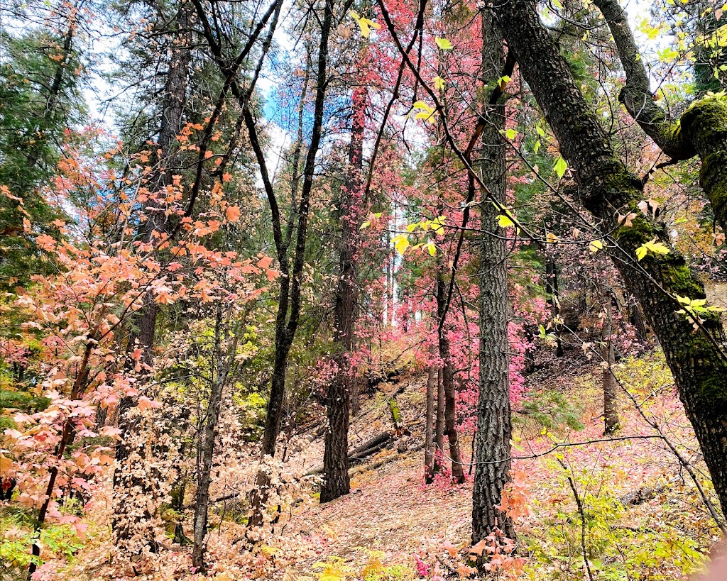 Box Camp Trailhead | Mt Lemmon Hwy, Mt Lemmon, AZ 85619, USA | Phone: (520) 749-8700