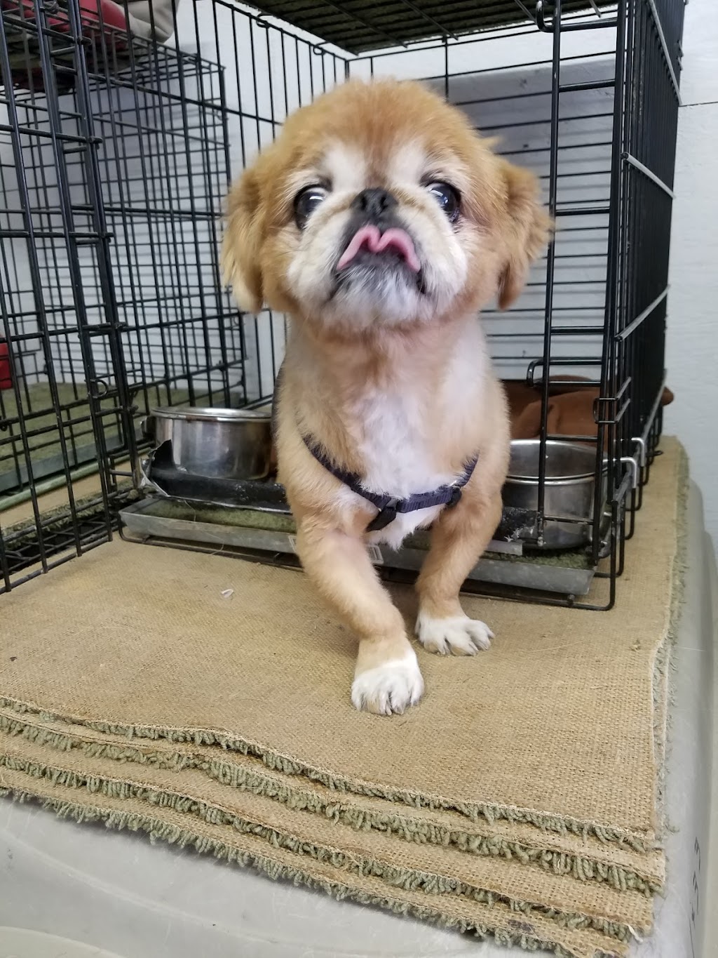 Happy Tails Groom & Board | 1411 US-61 South, Tunica, MS 38676, USA | Phone: (662) 357-8003