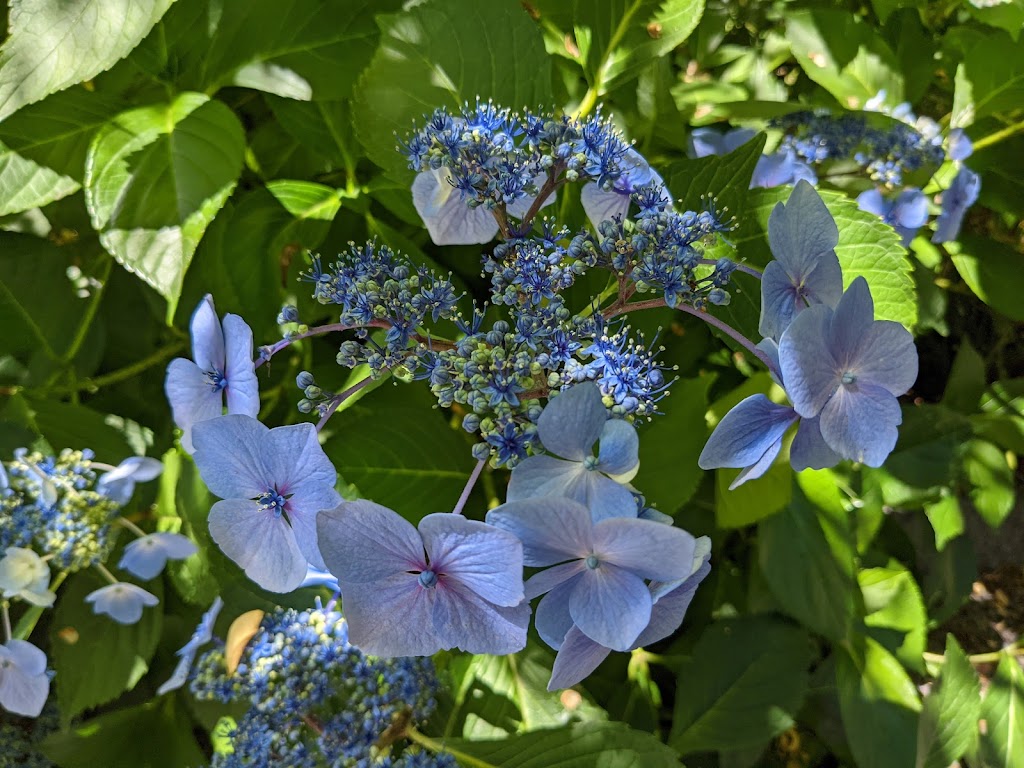 Soos Creek Botanical Garden & Heritage Center | 29308 132nd Ave SE, Auburn, WA 98092, USA | Phone: (253) 639-0949