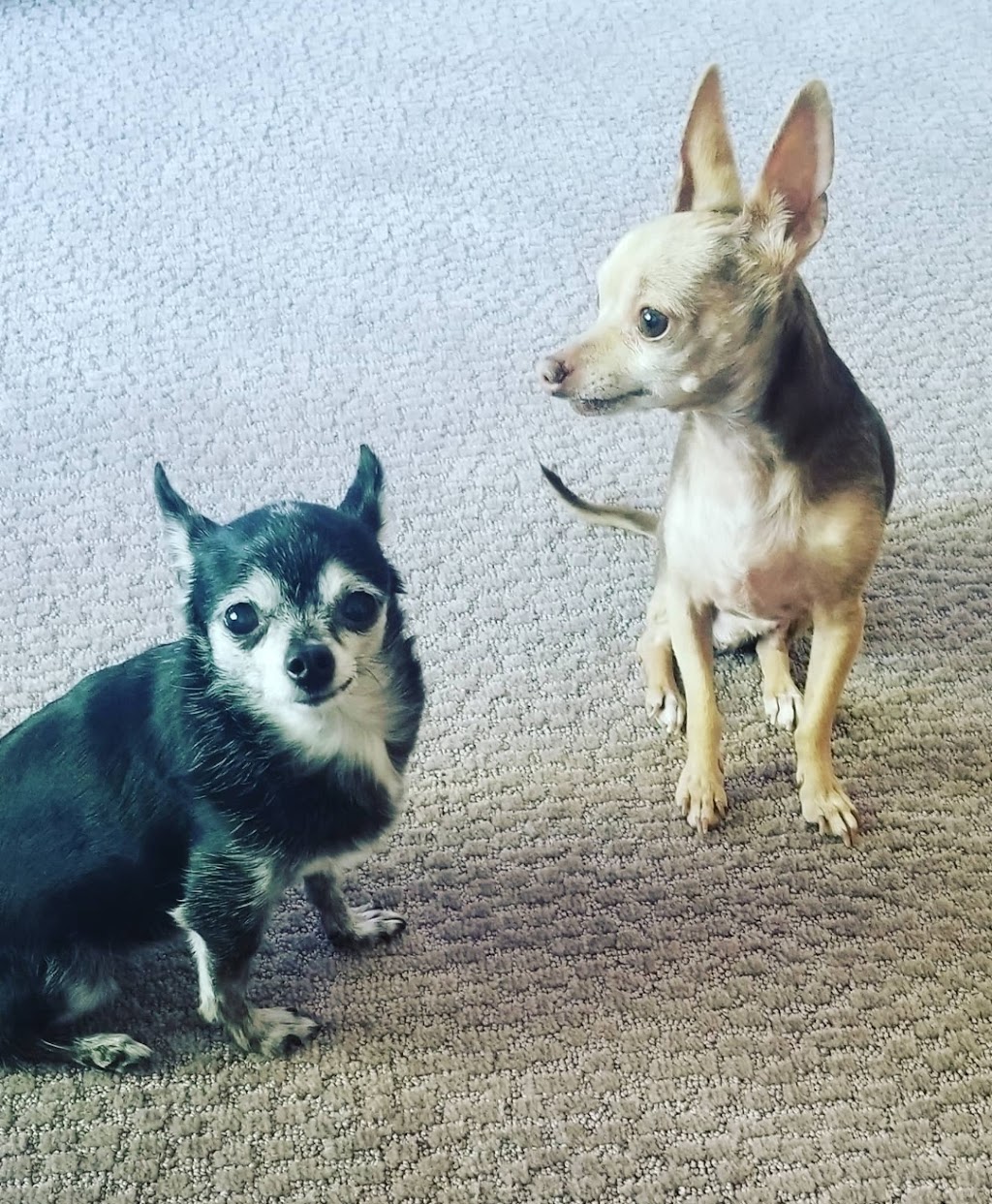 New River Veterinary Hospital | 48410 N Black Canyon Hwy, New River, AZ 85087, USA | Phone: (623) 465-9488