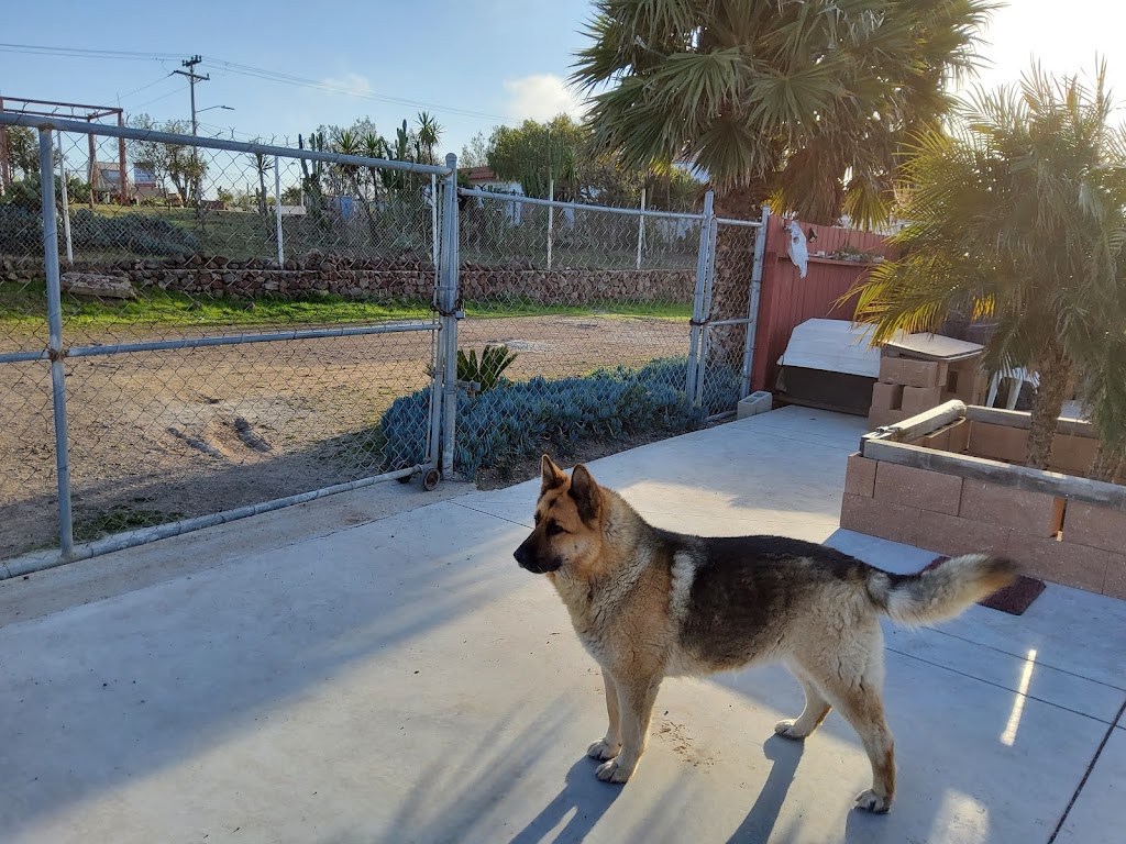 ECOVET Rosarito Clínica Veterinaria | René Ortiz C. #706, Centro Playas, 22700 Rosarito, B.C., Mexico | Phone: 661 104 5384