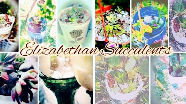 Elizabethan Succulents | 449 W Spring Ln, Lemoore, CA 93245, USA | Phone: (559) 817-8076