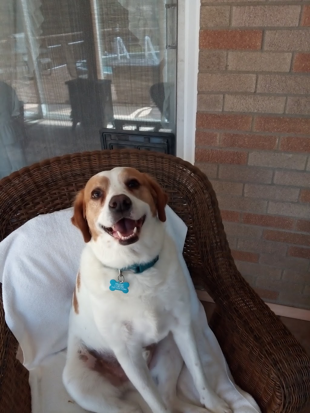 Jersey-Calhoun Veterinary Hospital | 1201 S State St, Jerseyville, IL 62052, USA | Phone: (618) 498-2413