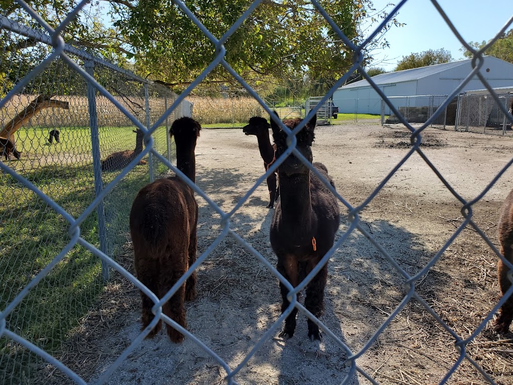 Greenbriar Farm Alpaca - MAM Consulting Associates Inc. | W237S4344 Big Bend Rd, Waukesha, WI 53189, USA | Phone: (262) 970-9633