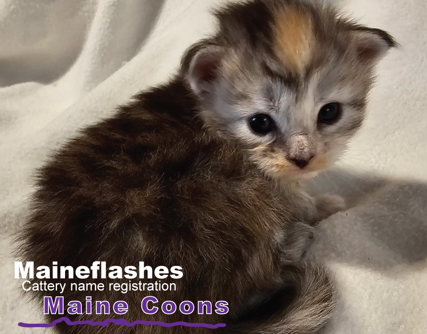 Maineflashes Maine Coons | 2013 Crystal Ln, Alvarado, TX 76009, USA | Phone: (817) 296-2299