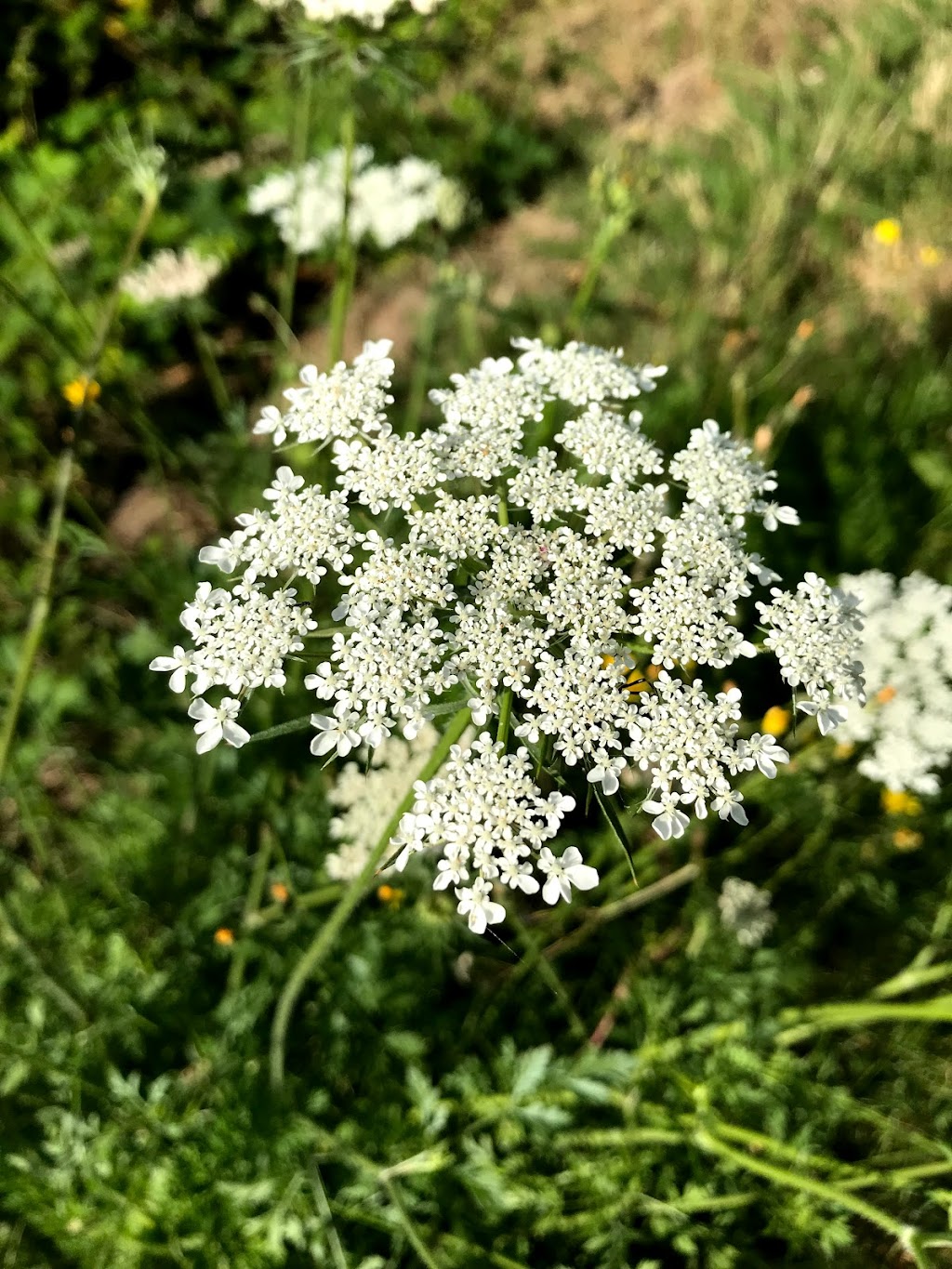 277th Street Corridor Trail | 27459 108th Ave SE, Kent, WA 98030, USA | Phone: (253) 856-5504