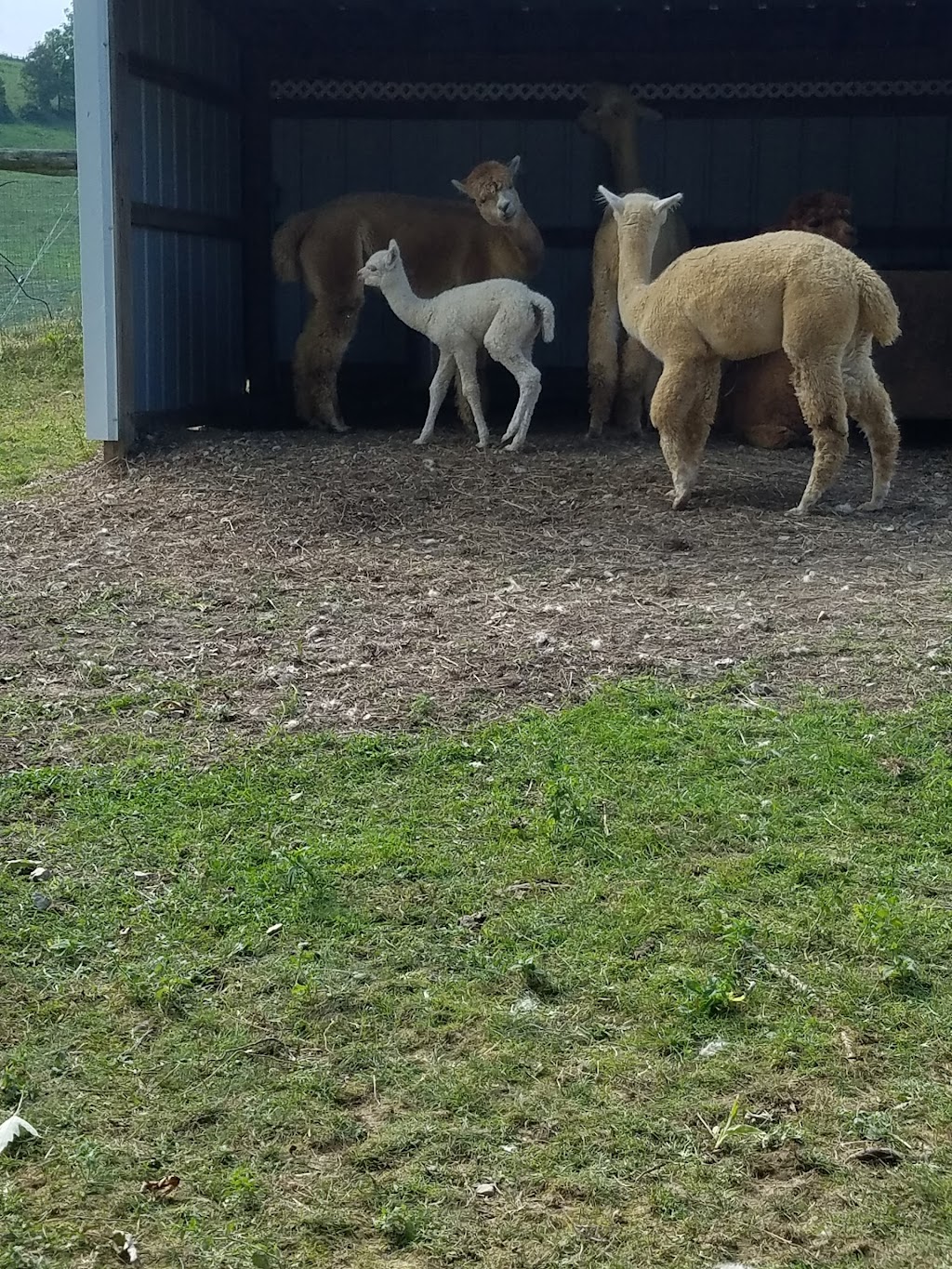 Lippencott Alpacas | 265 Meadow Brook Rd, Waynesburg, PA 15370, USA | Phone: (724) 852-4084