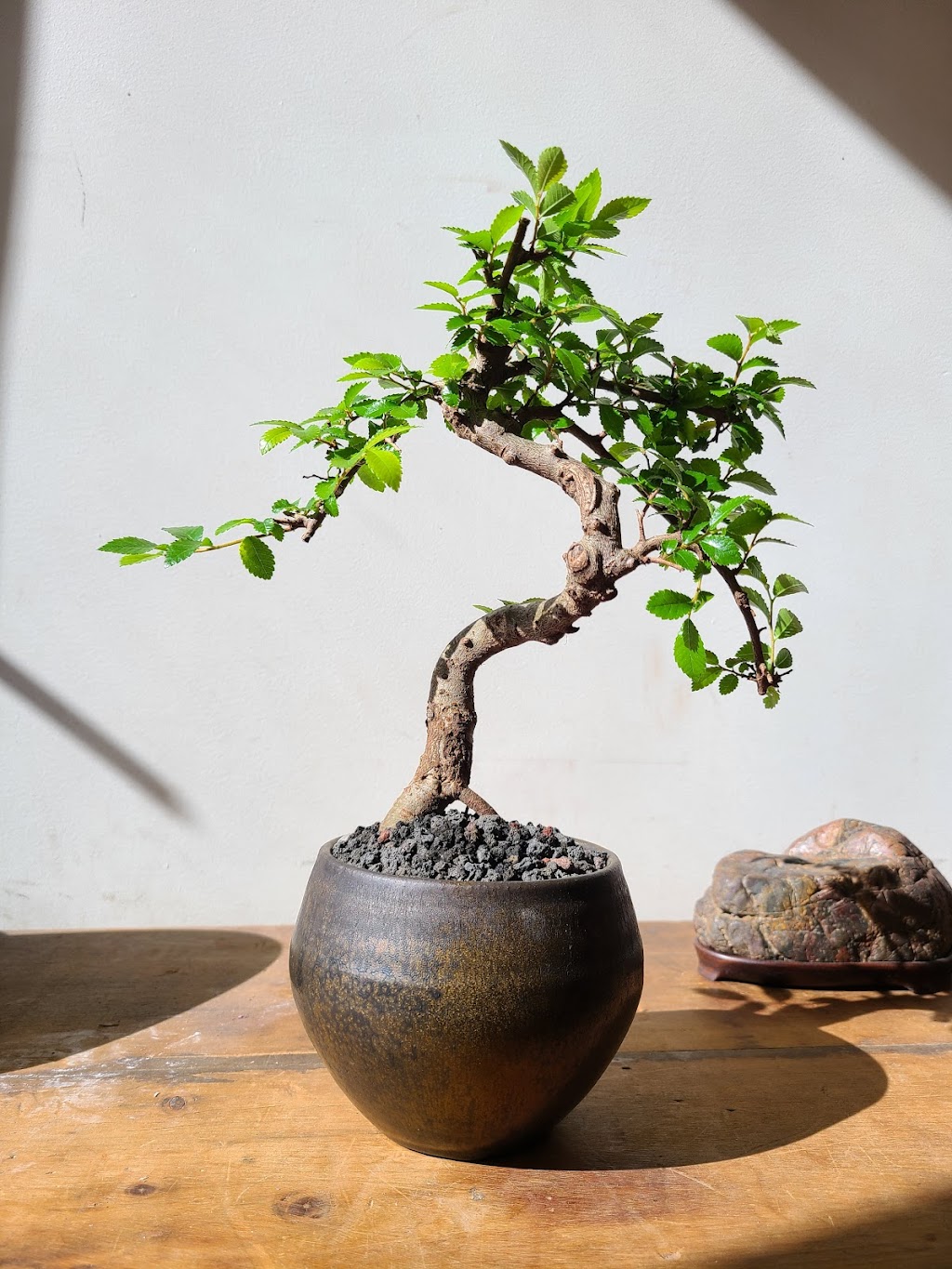 Bonsai Shop by Dandy Farmer | 14 Clermont Ave, Brooklyn, NY 11205, USA | Phone: (646) 481-4423