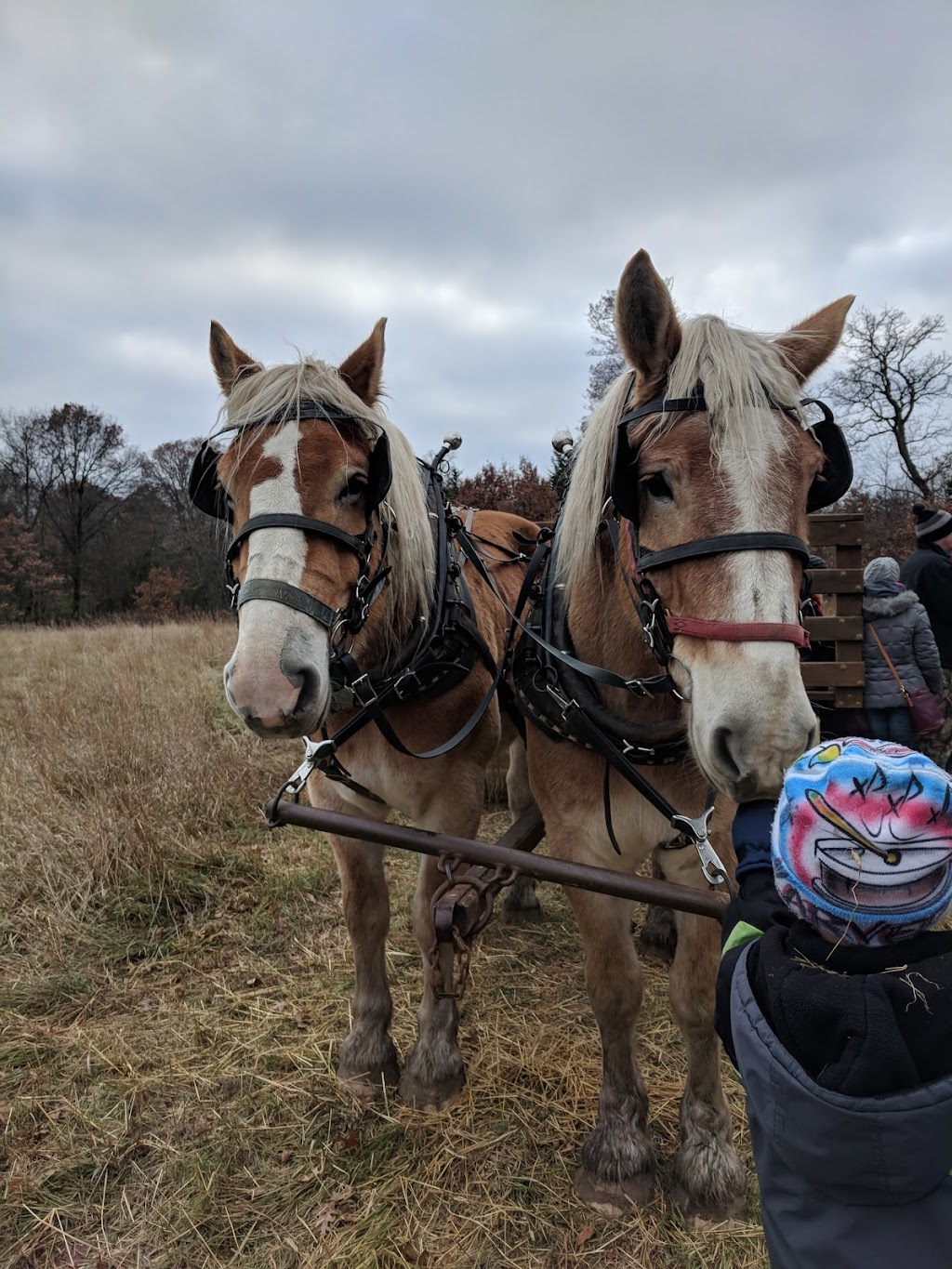 Bunker Park Stables | 13175 County Parkway D entrance At, 550 Bunker Lake Blvd NW, Andover, MN 55304, USA | Phone: (763) 757-9445