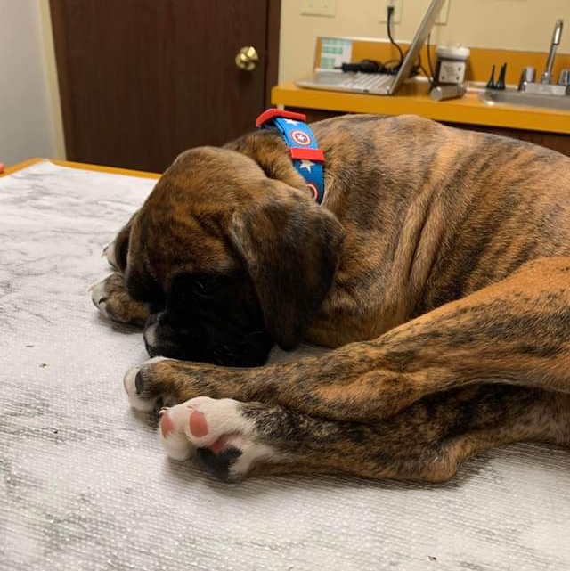 Woodside Animal Hospital | 1601 Woods Rd SE, Port Orchard, WA 98366, USA | Phone: (360) 871-3335