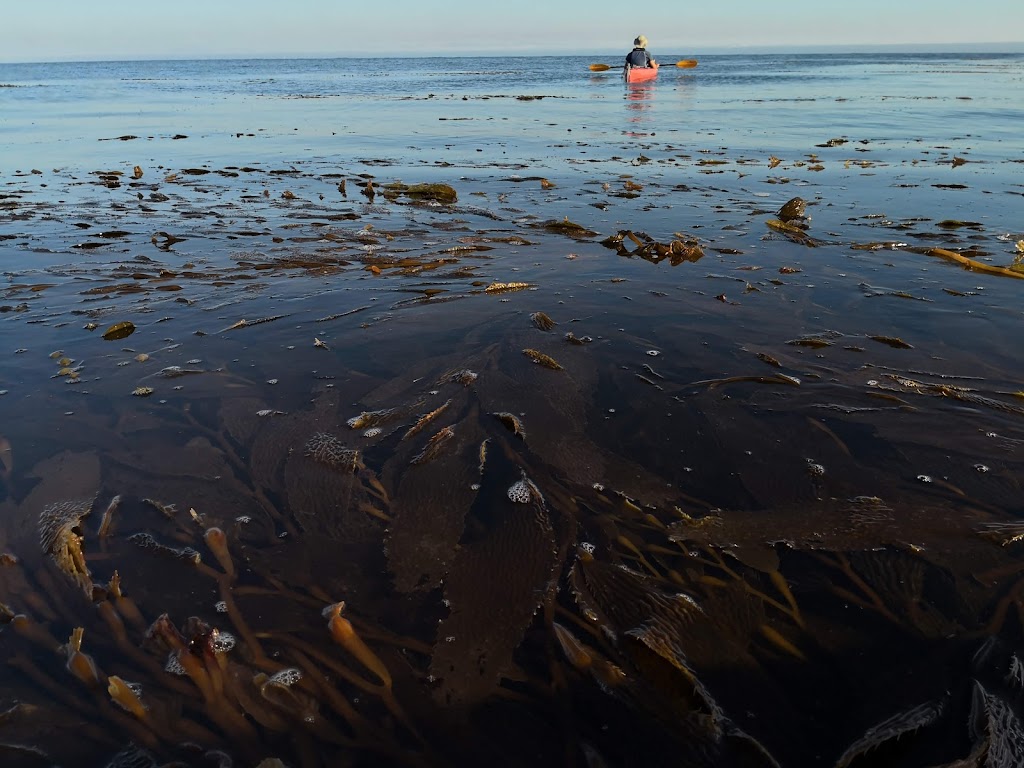 Venture Quest Kayaking | 2 Municipal Wharf, Santa Cruz, CA 95060, USA | Phone: (831) 425-8445