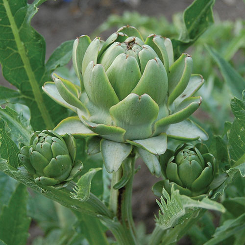 Peeling Your Artichoke with Erika | 12250 Edgecliff Pl, Los Altos Hills, CA 94022, USA | Phone: (408) 835-8098