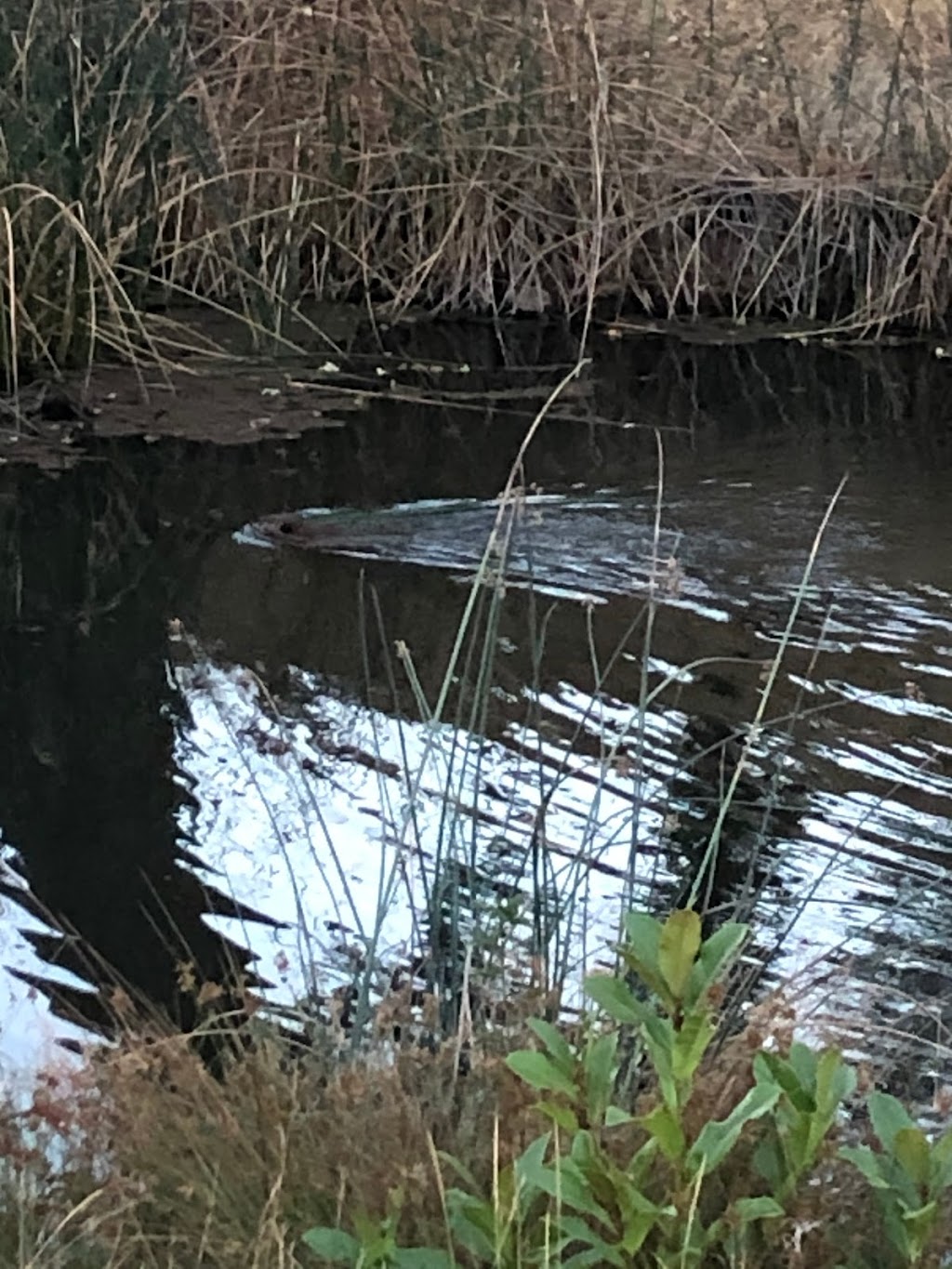 LiveInSerrano | 4385 Lombardia Way, El Dorado Hills, CA 95762, USA | Phone: (916) 365-3548