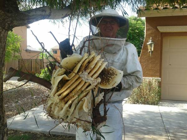 The Beehive Bee and Wasp Removal | 5227 W Harmont Dr, Glendale, AZ 85302 | Phone: (602) 600-5382