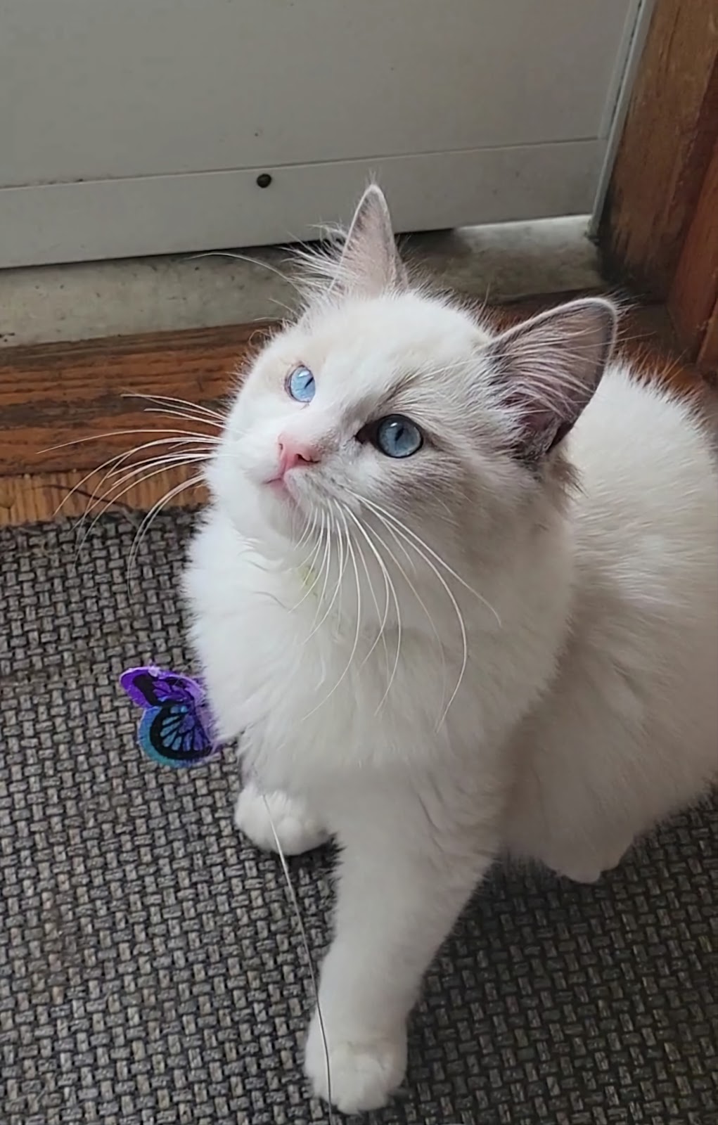 Cashmere Ragdolls | 35295 County 4 Blvd, Goodhue, MN 55027, USA | Phone: (507) 202-6131