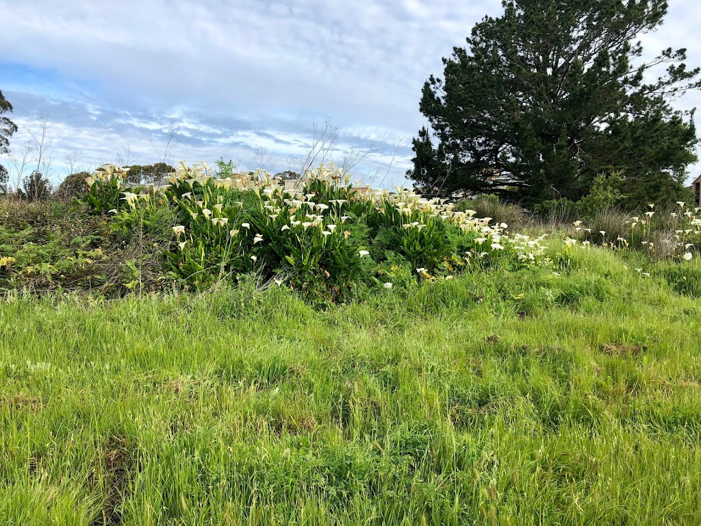 Antonelli Pond | Antonelli Pond, Santa Cruz, CA 95060, USA | Phone: (831) 429-6116