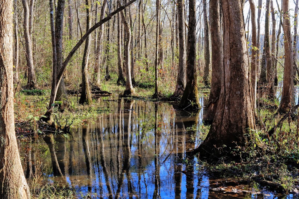 Ebenezer Swamp Ecological Preserve | Montevallo, AL 35007, USA | Phone: (205) 665-6463