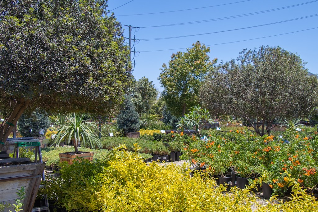 Moon Valley Nurseries | 8550 W Pinnacle Peak Rd, Peoria, AZ 85383, USA | Phone: (623) 242-5754 Moon Valley Nurseries | 8550 W Pinnacle Peak Rd, Peoria, AZ 85383, USA | Phone: (623) 242-5754