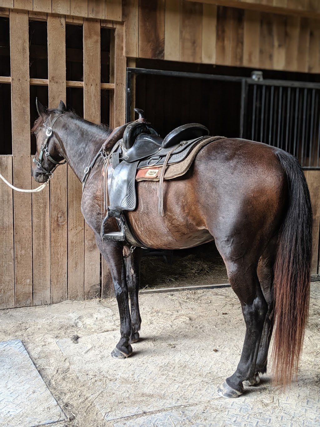 Shangri-La Horse training | 12515 IN-160, New Pekin, IN 47165, USA | Phone: (502) 648-6950