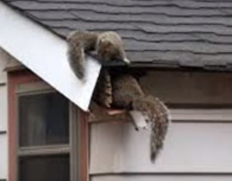 New England Wildlife Control | 85 Millville Cir, Salem, NH 03079, USA | Phone: (603) 834-1704