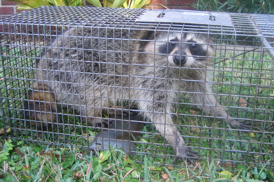 Wildlife Removal Boise | 11425 W Executive Dr shop 14, Boise, ID 83713, USA | Phone: (208) 293-8828