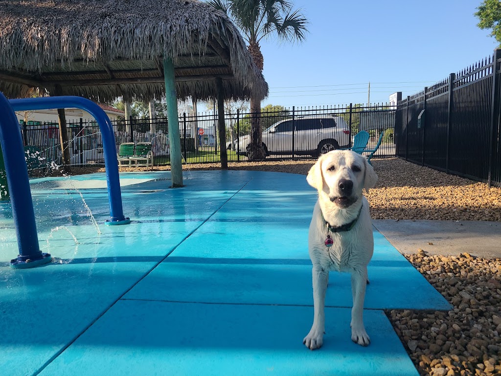 Love My Dog Resort & Waterpark | 6427 54th Ave N, St. Petersburg, FL 33709, USA | Phone: (727) 545-0141