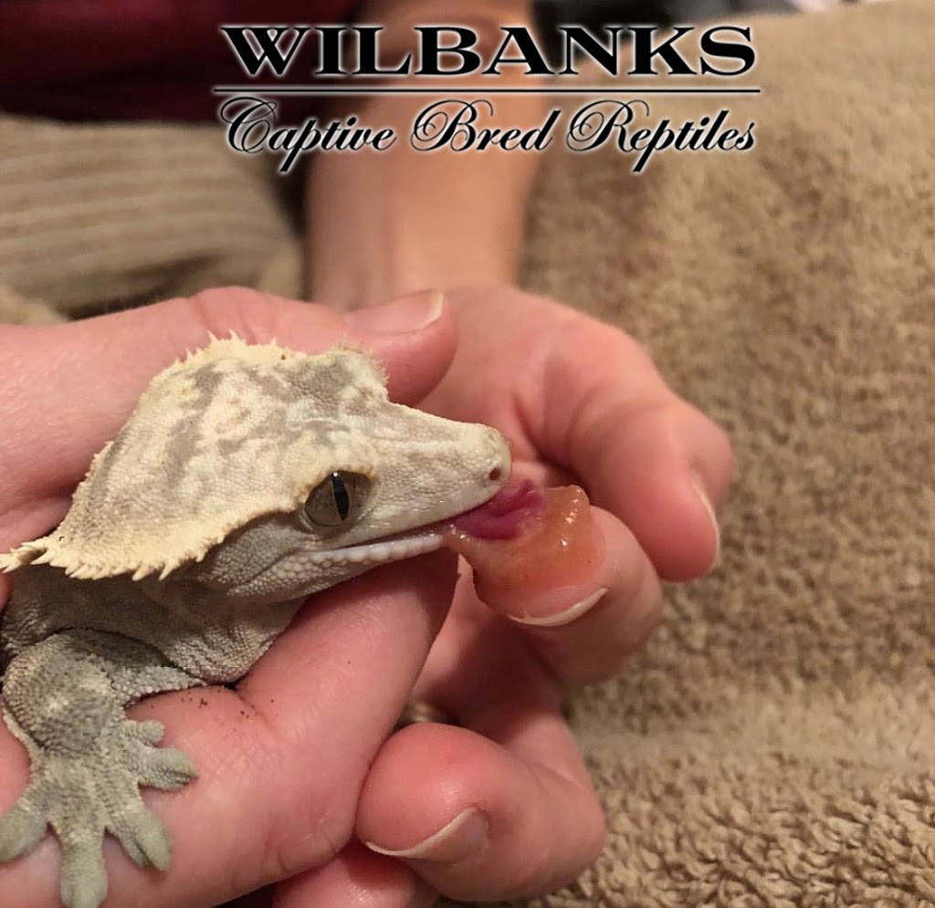 Wilbanks Captive Bred Reptiles | 3525 S Purdue Ave St, Oklahoma City, OK 73179, USA | Phone: (405) 604-3525