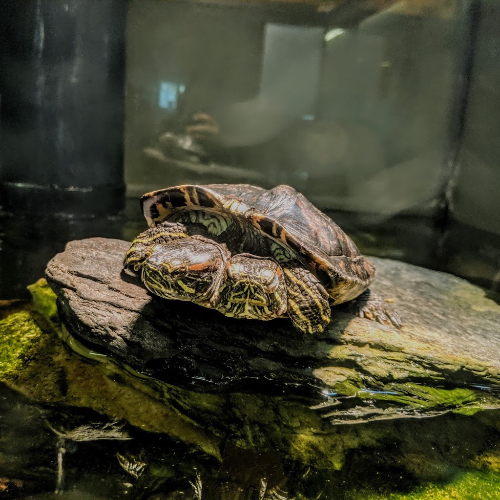 Reptile Zoo | 22715 US-2, Monroe, WA 98272 | Phone: (360) 805-5300