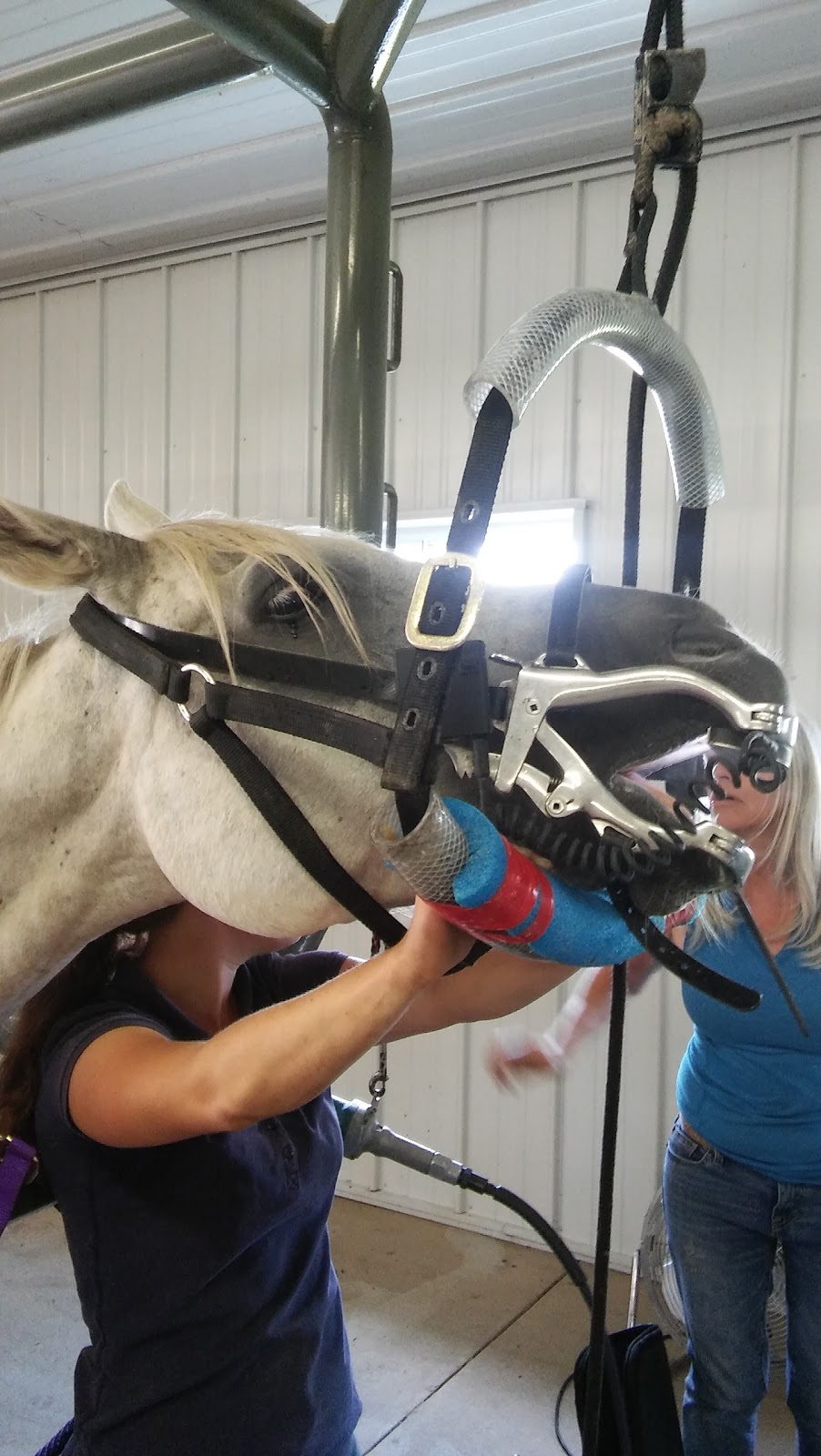 Sunrise Equine Veterinary Services | 39318 Poor Farm Rd, North Branch, MN 55056, USA | Phone: (651) 583-2162