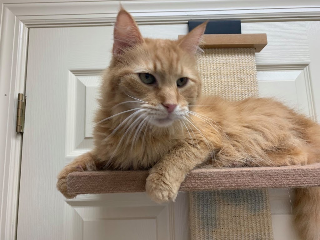 Braden Run Animal Hospital | 216 Braden Run Rd, Waynesburg, PA 15370, USA | Phone: (724) 627-5079