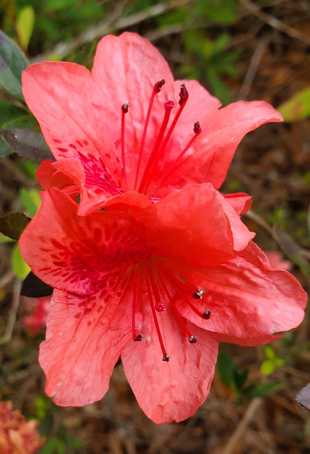 Southeast Louisiana National Wildlife Refuges | 61389 LA-434, Lacombe, LA 70445, USA | Phone: (985) 882-2000