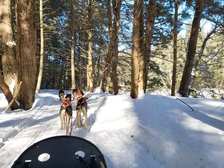 Ultimate Dog Sledding Experience | 65 Main St, Oxford, ME 04270, USA | Phone: (207) 890-4393