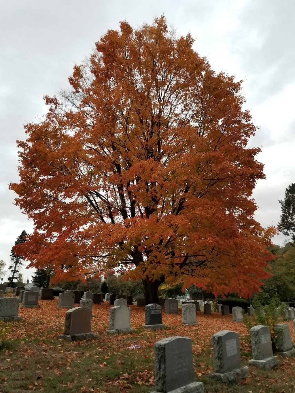 Forest Dale Cemetery | 150 Forest St, Malden, MA 02148, USA | Phone: (781) 322-2360