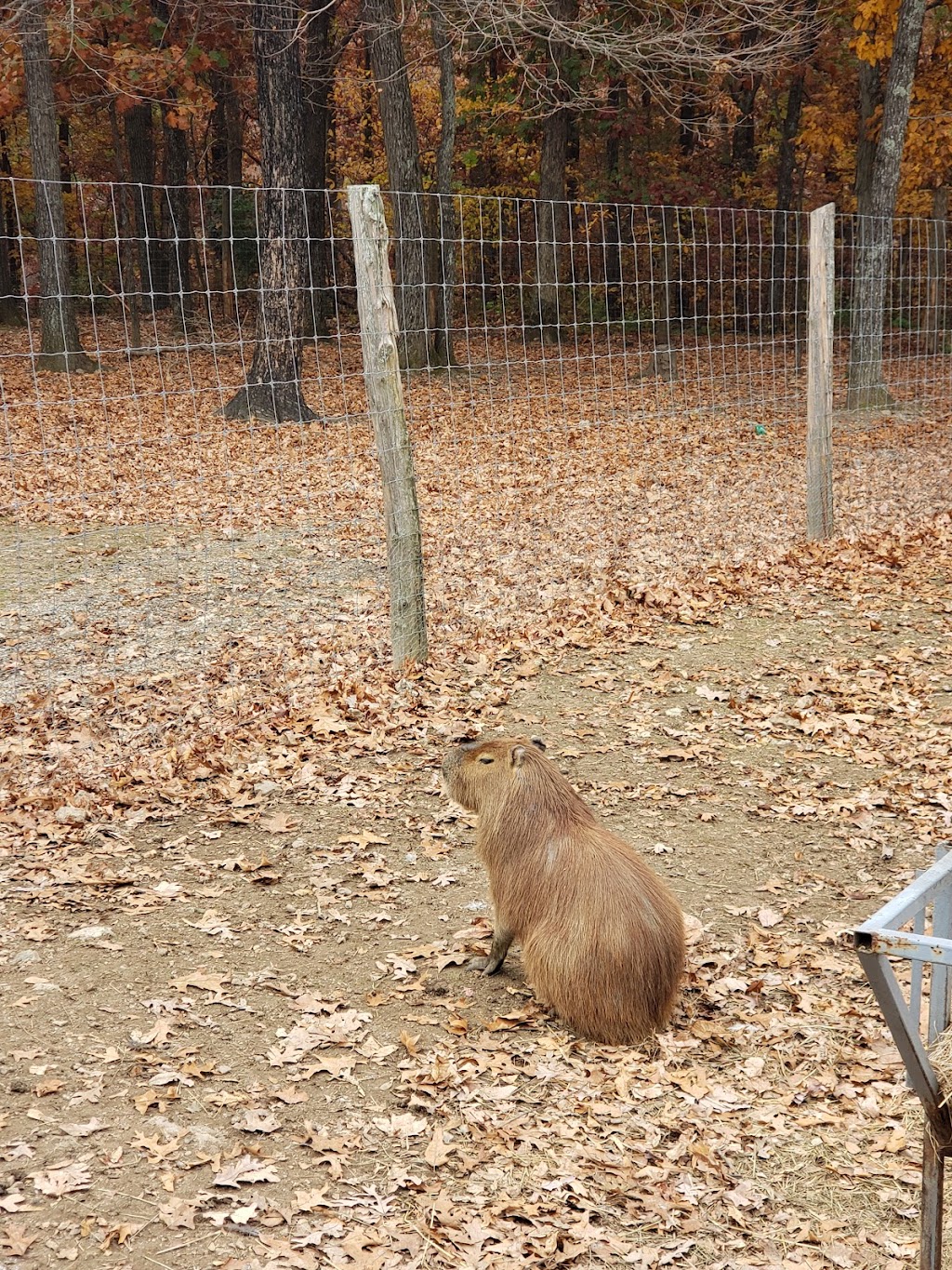 Critter Lane Petting Zoo | 9100 Critter Ln, Valles Mines, MO 63087, USA | Phone: (573) 358-8995