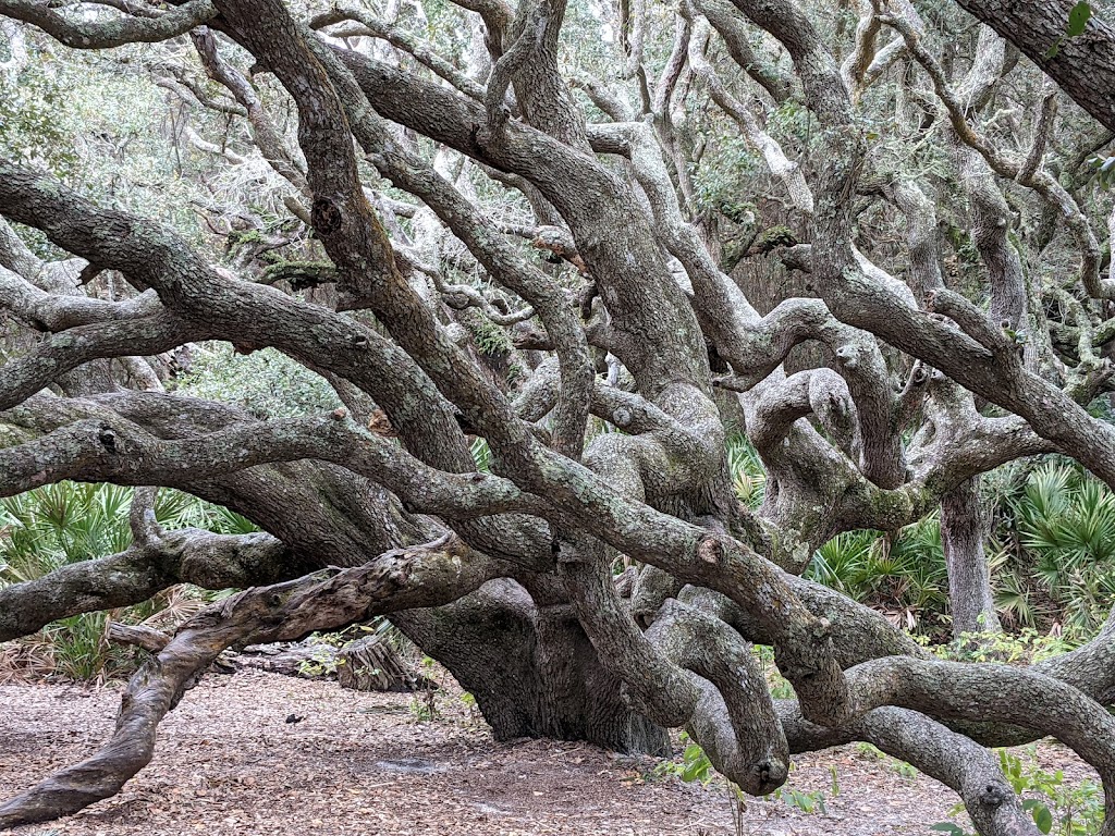 Sea Camp Ranger Station | Cumberland Island, St Marys, GA 31558, USA | Phone: (912) 882-4336