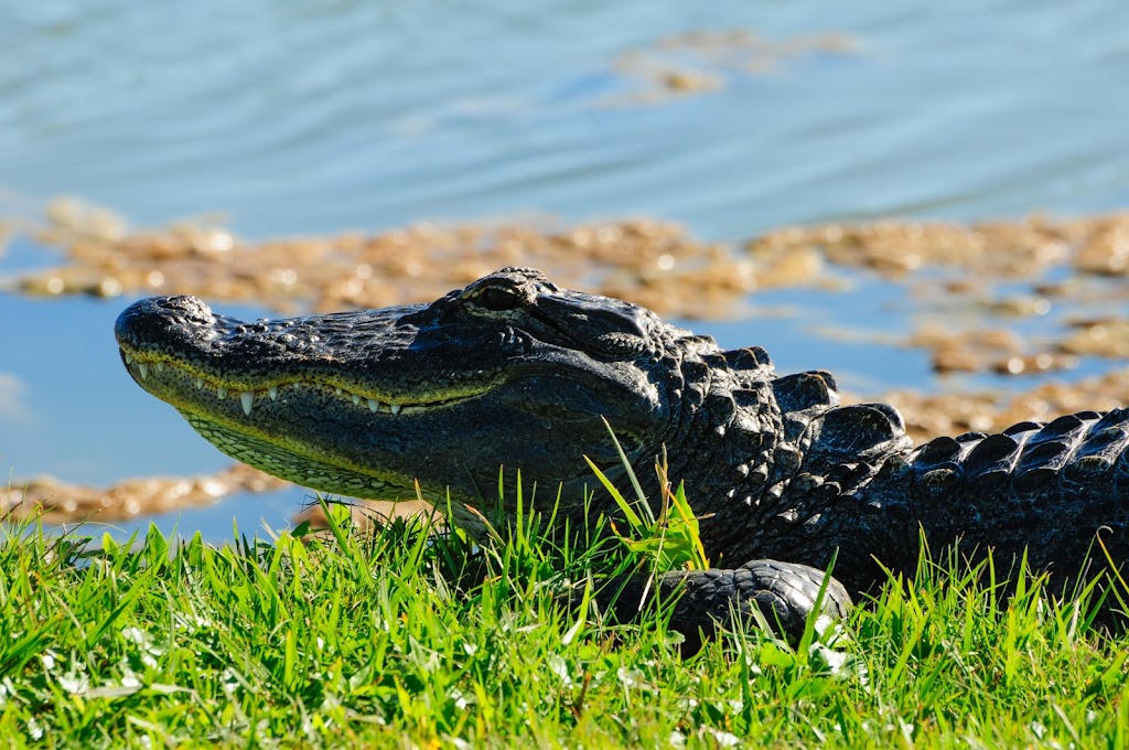 The Savannahs Golf Course | 3915 Savannahs Trail, Merritt Island, FL 32953, USA | Phone: (321) 848-0582