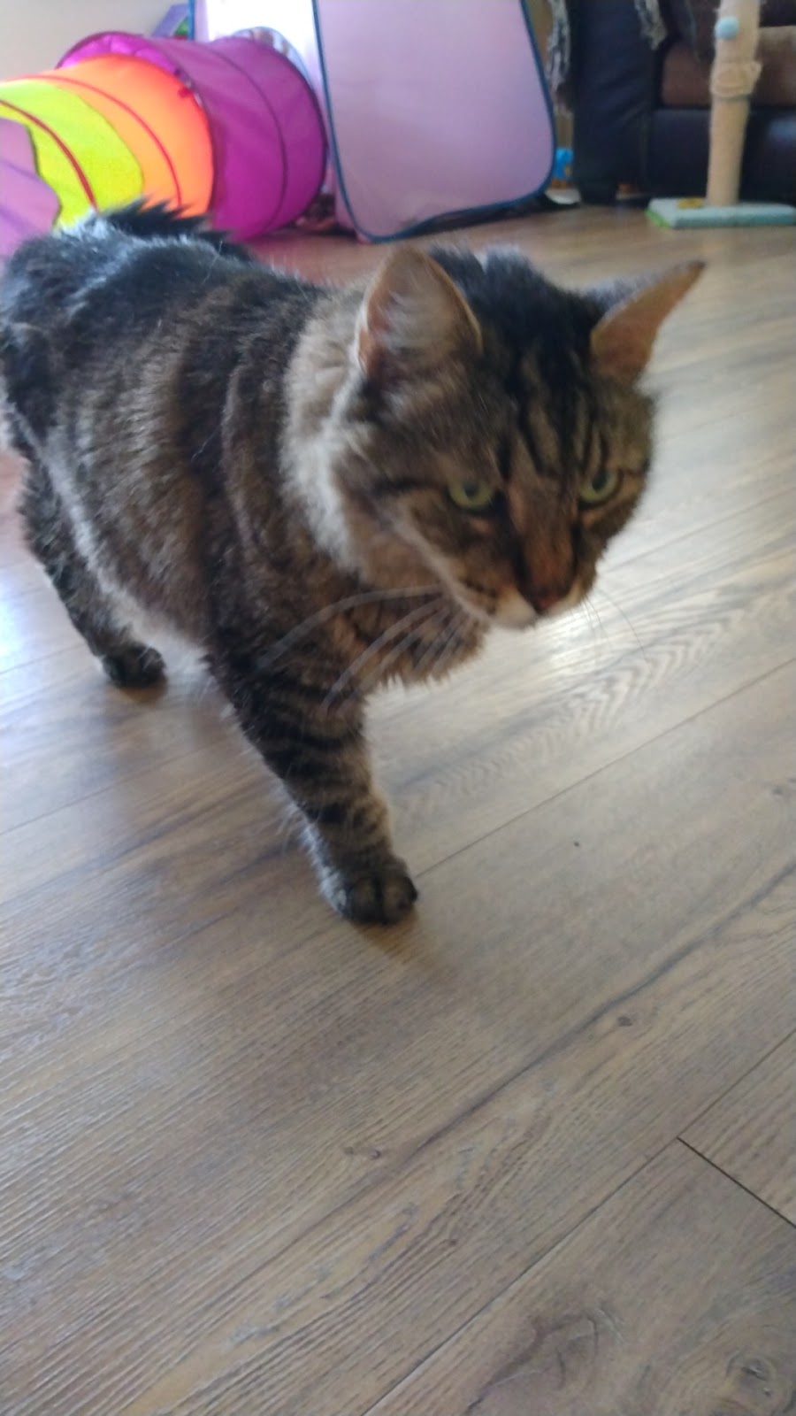 Fox & Friends Animal Hospital | 1024 Cypress Village Blvd, Ruskin, FL 33573, USA | Phone: (813) 633-2443