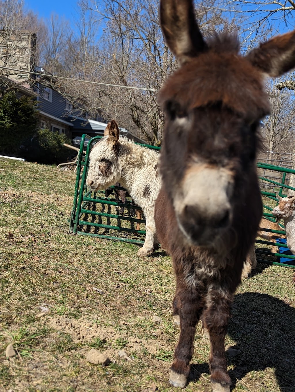 Alys Ponies, LLC | Pancake Hollow Rd, Highland, NY 12528, USA | Phone: (845) 416-5027