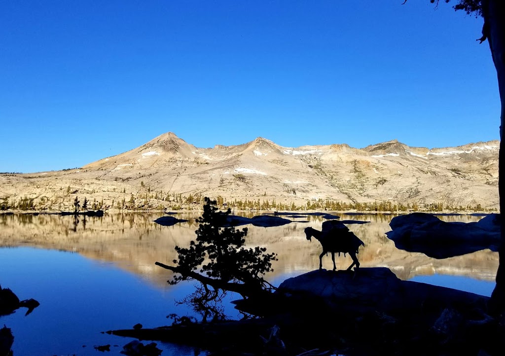 High Sierra Pack Goats | 241 Heidi Cir, Carson City, NV 89701, USA | Phone: (775) 315-3719