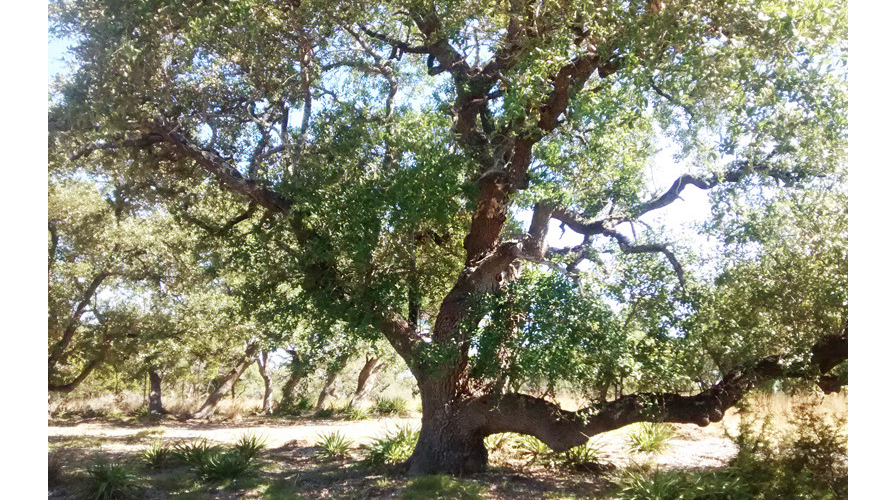 The Cedars Ranch | 506 Burnett Ranch Rd, Wimberley, TX 78676, USA | Phone: (512) 648-1444