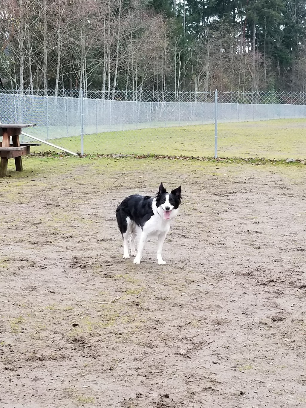 Tubbys Trail Dog Park | 1701 14th Ave NW, Gig Harbor, WA 98335, USA | Phone: (253) 858-3400