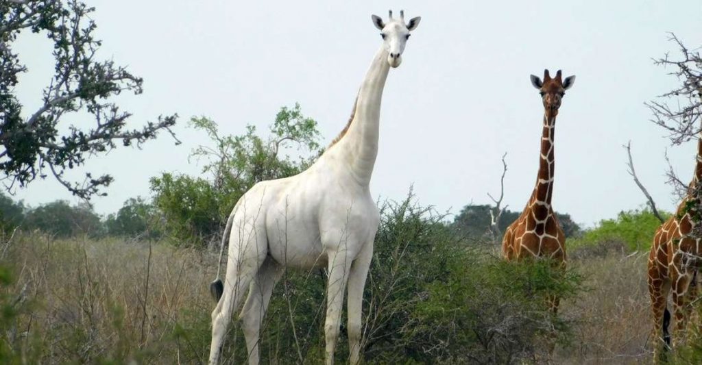 Giraffe Overlook | Tempe, AZ 85281, USA | Phone: (602) 286-3800