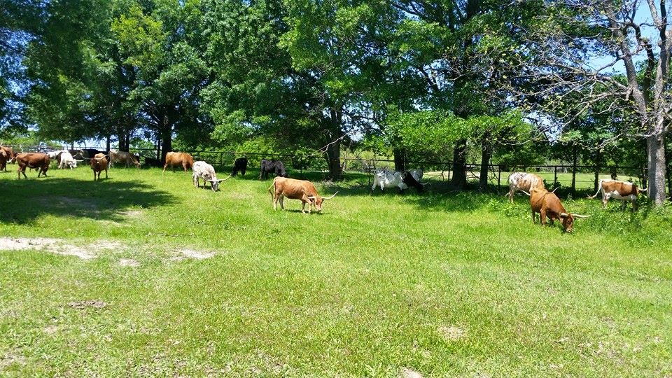 Buchanans Bighorn Ranch | US-69, Greenville, TX 75402, USA | Phone: (469) 446-1135