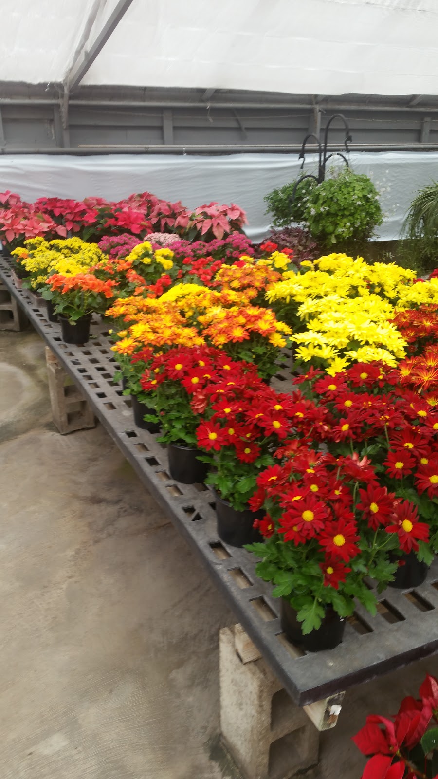 N G Heimos Greenhouses | 12345 Eddie & Park Rd, Sappington, MO 63127, USA | Phone: (314) 842-6900