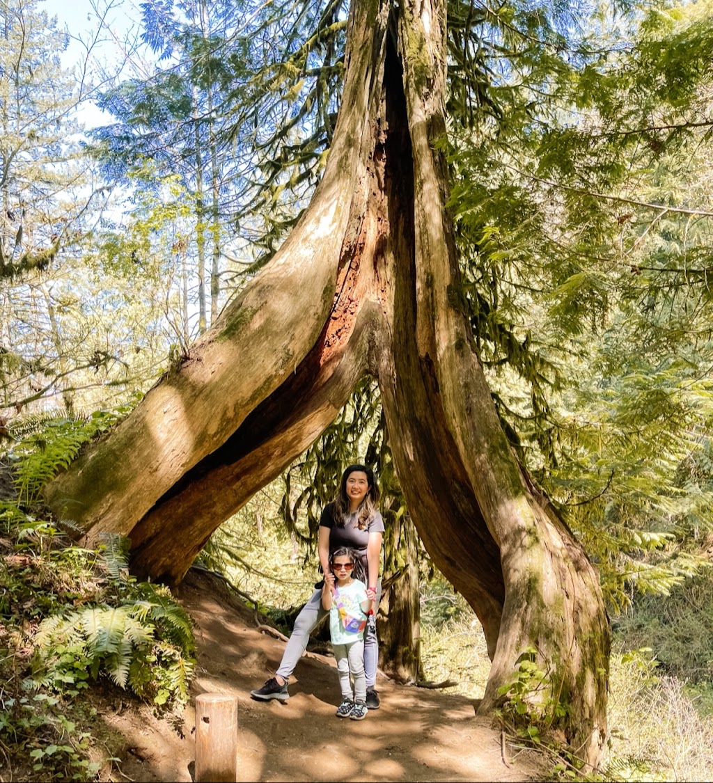 Latourell Falls Trailhead | Historic Columbia River Hwy, Corbett, OR 97019 | Phone: (503) 241-3762