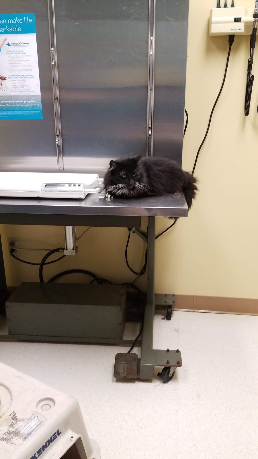 Slippery Rock Veterinary Hospital | 131 Branchton Rd, Slippery Rock, PA 16057, USA | Phone: (724) 794-8545