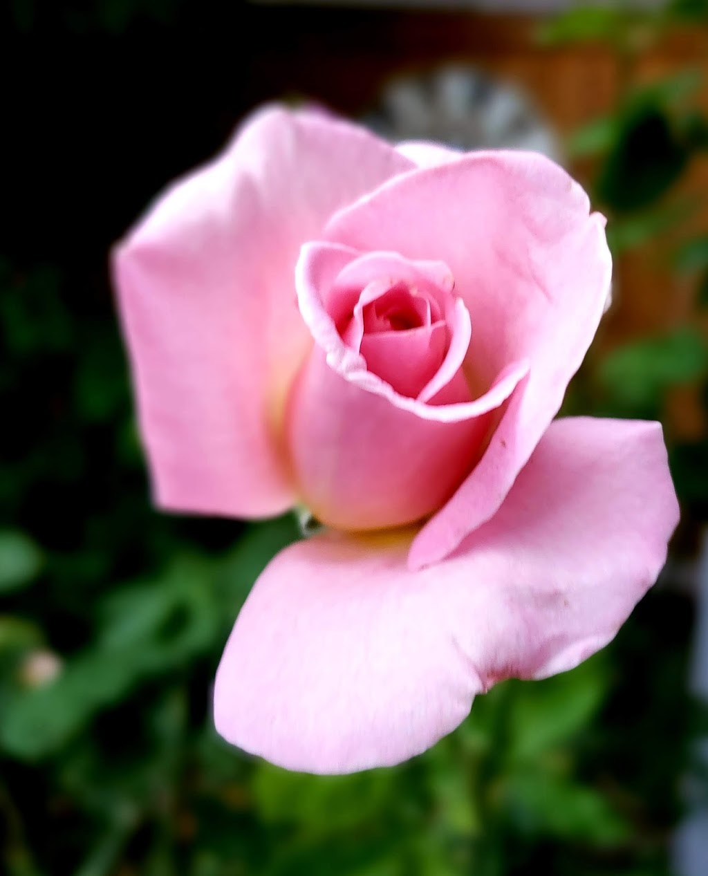 Maple Valley Buds & Blooms | 23220 Maple Valley Black Diamond Rd SE #11, Maple Valley, WA 98038, USA | Phone: (425) 432-1229